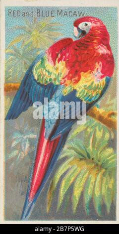 Red and Blue Macaw, von den Birds of the Tropics Series (N5) für alle &amp; Ginter Cigarettes Brands, 1889. Stockfoto