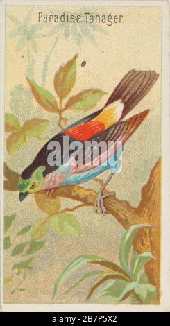 Paradise Tanager, von den Birds of the Tropics Series (N5) für alle &amp; Ginter Cigarettes Brands, 1889. Stockfoto