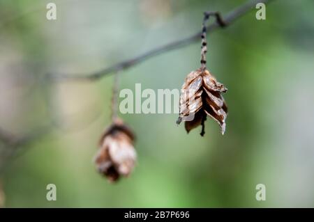 Frühling in der Toskana: Bäume, die Sprösslinge und Wildblumen aussenden. Stockfoto