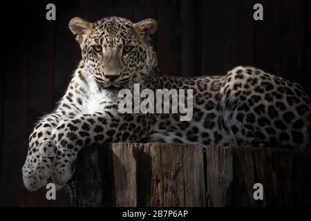 Porträt des Gesichts eines jungen asiatischen Leoparden, der auf einem Holztisch liegt Stockfoto