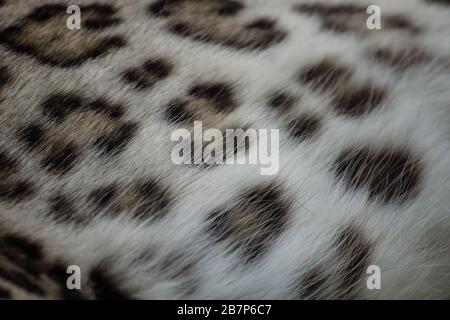 Detail der Haut, Haare und Flecken eines jungen asiatischen Leoparden Stockfoto