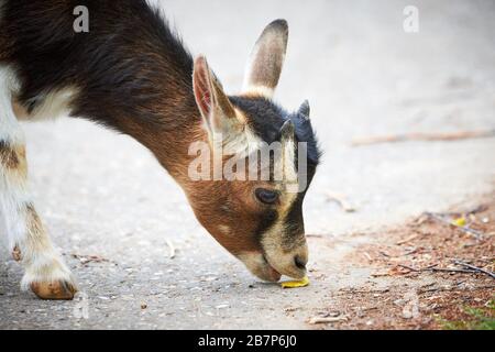 Nahaufnahme einer Pygmäenziege (Capra aegagrus hircus) Stockfoto