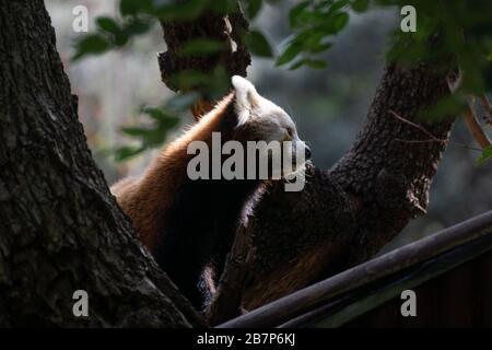 Porträt eines süßen roten Pandas, der die Luft in einem Baum mit grünen Blättern riecht Stockfoto