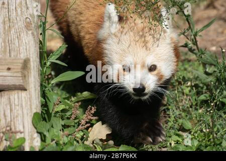 Porträt eines süßen aktiven roten Pandas, der auf grünem Gras läuft Stockfoto