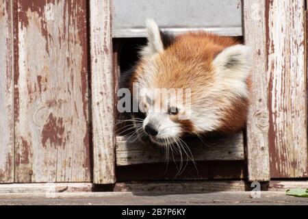 Porträt eines süßen roten Pandas, der seinen Kopf in einem Holzhaus festhält Stockfoto