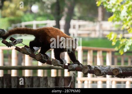 Porträt eines aktiven roten Pandas in einem Zoo, der eine Brücke überquert Stockfoto