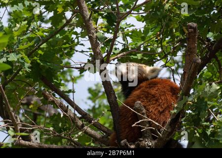 Porträt eines süßen roten Pandas, der die Luft in einem Baum mit grünen Blättern riecht Stockfoto