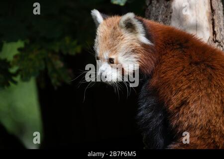 Porträt eines süßen roten Pandas, der die Luft in einem Baum mit grünen Blättern riecht Stockfoto