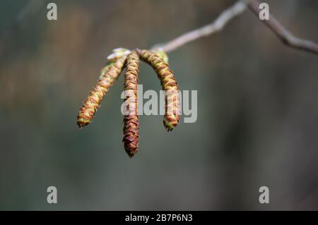 Frühling in der Toskana: Bäume, die Sprösslinge und Wildblumen aussenden. Stockfoto