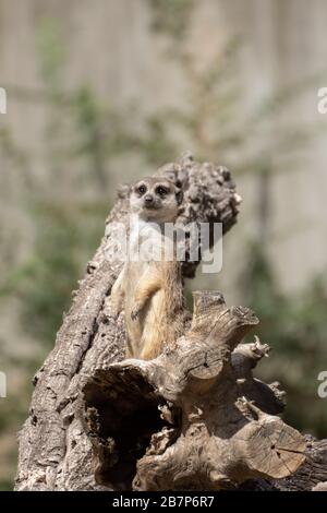 Süßes Meerkat in Alarmbereitschaft auf einem Log unter Sonnenlicht in Afrika Stockfoto