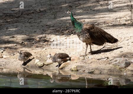 Weibliche indische Pfauenvögel mit ihren Küken Trinkwasser im Sommer in Madrid Stockfoto