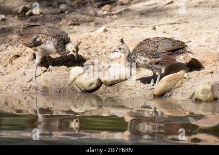 Weibliche indische Pfauenvögel mit ihren Küken Trinkwasser im Sommer in Madrid Stockfoto