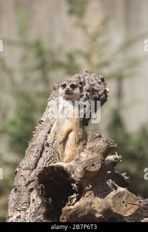 Süßes Meerkat in Alarmbereitschaft auf einem Log unter Sonnenlicht in Afrika Stockfoto