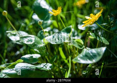 Frühling in der Toskana: Bäume, die Sprösslinge und Wildblumen aussenden. Stockfoto