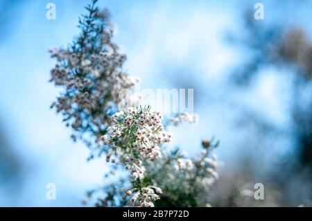 Frühling in der Toskana: Bäume, die Sprösslinge und Wildblumen aussenden. Stockfoto