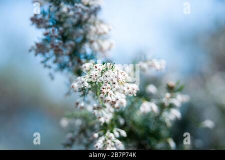 Frühling in der Toskana: Bäume, die Sprösslinge und Wildblumen aussenden. Stockfoto