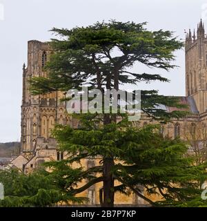 Ein Frühlingssicht von den Mauern des Bischofspalastes über die Gärten zur Wells Kathedrale in der Stadt Wells, Somerset, England Stockfoto