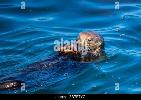 Seeotter mit einer Krabbe Stockfoto