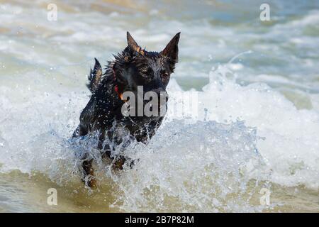 Schwarzer deutscher Schäferhund läuft an einem Strand Stockfoto
