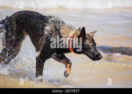 Deutscher Hirte an einem Strand Stockfoto