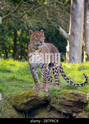 Panthera pardus kotiya aus Sri Lanka. Stockfoto