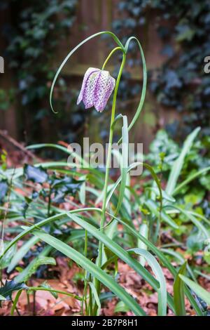 Einfrüchtige, blühende Fritilularia meleagris (frittillar, Schlangenkopflilie) in einer Blume in einem Garten in Surrey, Südostengland, Großbritannien Stockfoto