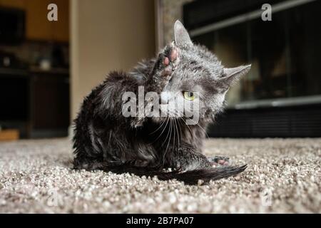Reinigen Sie die Katze selbst und die Pfoten, um den Schutz vor Coronavirus zu gewährleisten Stockfoto