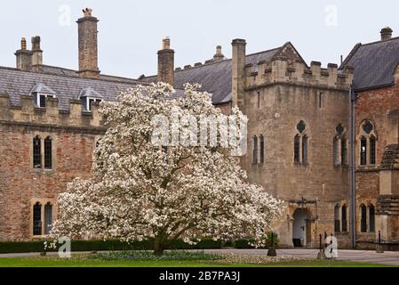 Ein Magnolienbaum in voller Blüte vor dem Bishops House auf dem Gelände des Bishops Palace in, Wells, Somerset, England, Großbritannien Stockfoto