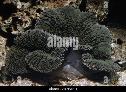 Teppich-Anemone, Stichodactyla mertensii Stockfoto