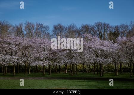 Kersenbloesempark Translation Flower Park in der Amsterdamse Bos gibt es 400 Kirschbäume, im Frühjahr kann man die schöne Kirschblüte genießen Stockfoto