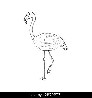 Flamingo-Vogel in schwarz-weißer Zeichnung im Doodle-Stil. Eleganter Vogel steht mit einem Bein nach oben Stock Vektor