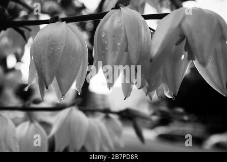 Yucca flaccida Blumen bedeckt in Dew, monochrom Stockfoto