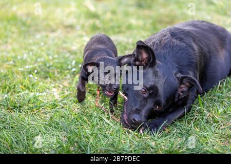 Zwei süße schwarze Hundes kauen einen Stock Stockfoto