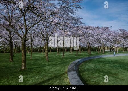 Kersenbloesempark Translation Flower Park in der Amsterdamse Bos gibt es 400 Kirschbäume, im Frühjahr kann man die schöne Kirschblüte genießen Stockfoto