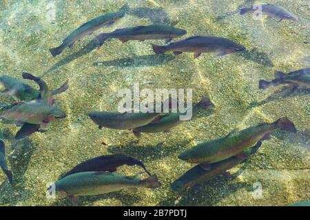 Schöne große Regenbogenforelle schwimmen im klaren Wasser. Zucht von Süßwasserfischen Stockfoto