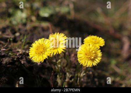 Kaltfuß blüht in einem Quellwald. Blühende Tussilago farfarfarfarfara, gelbe Blumen an sonnigen Tagen Stockfoto