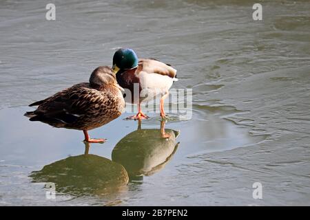 Auf dem schmelzenden Eis in der Nähe des Wassers ruhen ein paar Mallards. Männliche und weibliche Wilderenten an einem See im Frühjahr Stockfoto