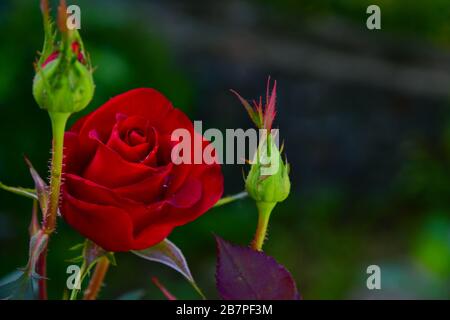 Schöne blühende rote Rose. Nahaufnahme auf dem verschwommenen dunklen Hintergrund Stockfoto