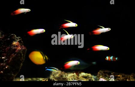 Rotfeuerfisch - Nemateleotris magnifica Stockfoto