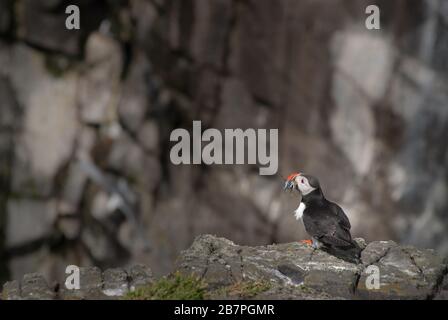 Ausgewachsenes Puffin (Fratercula arctica), das auf einer Klippe mit einem Schnabel voller Sandeale ruht. Insel May, Schottland, Großbritannien. Stockfoto