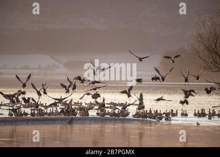 Flock of Pink Footed Gänse (Anser brachyrhynchus), die am Morgen auf einem See landen, Loch Leven National Nature Reserve, Schottland, Großbritannien. Stockfoto