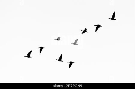 Eine Schar von Silhouettengänsen mit rosafarbenem Fuß (Anser brachyrhynchus), Loch Leven National Nature Reserve, Schottland, Großbritannien. Stockfoto