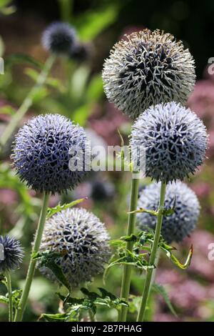 Nahaufnahme von blauen oder violetten Kugeltellern (Echinops) im Arboretum Park in Derby, England Stockfoto