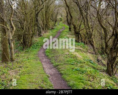 Mystische und uralte Grim, Graben, 7000 Jahre alter Weg und Erdarbeiten, Teil des Ridgeway, NR Nufield, Oxfordshire, England, Großbritannien, GB. Stockfoto