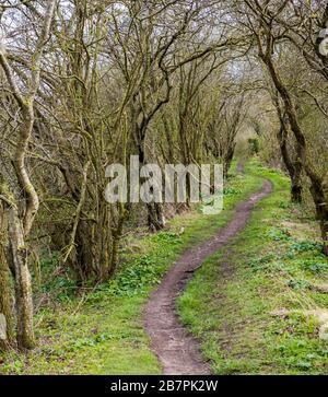 Mystische und uralte Grim, Graben, 7000 Jahre alter Weg und Erdarbeiten, Teil des Ridgeway, NR Nufield, Oxfordshire, England, Großbritannien, GB. Stockfoto