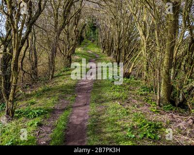 Mystische und uralte Grim, Graben, 7000 Jahre alter Weg und Erdarbeiten, Teil des Ridgeway, NR Nufield, Oxfordshire, England, Großbritannien, GB. Stockfoto