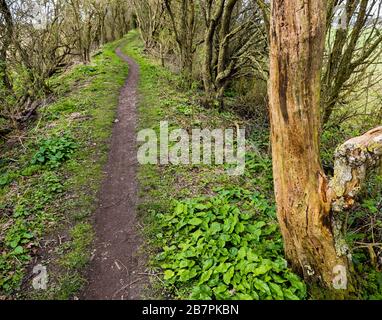 Mystische und uralte Grim, Graben, 7000 Jahre alter Weg und Erdarbeiten, Teil des Ridgeway, NR Nufield, Oxfordshire, England, Großbritannien, GB. Stockfoto