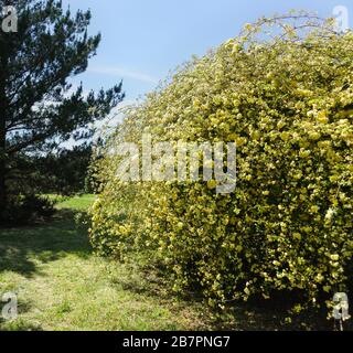 Große immergrüne Strauchrosenbänke (lat. Rosa banksiae) der Gattung Rosehip (lat. Rosa) in der Familie Rosaceae. Luxuriös blühende Gartendekoration Stockfoto