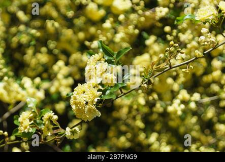 Sprig von Rosenbänken (lat. Rosa banksiae) der Gattung Rosehip (lat. Rosa) in der Familie Rosaceae. Üppiger blühender Strauch - Gartendekoration Stockfoto