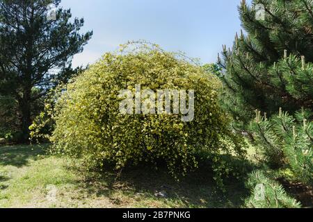 Schöne Rose Bush Banks (lat. Rosa banksiae) der Gattung Rosehip (lat. Rosa) Familie Rosaceae im Stadtgarten. Seine Feder Stockfoto